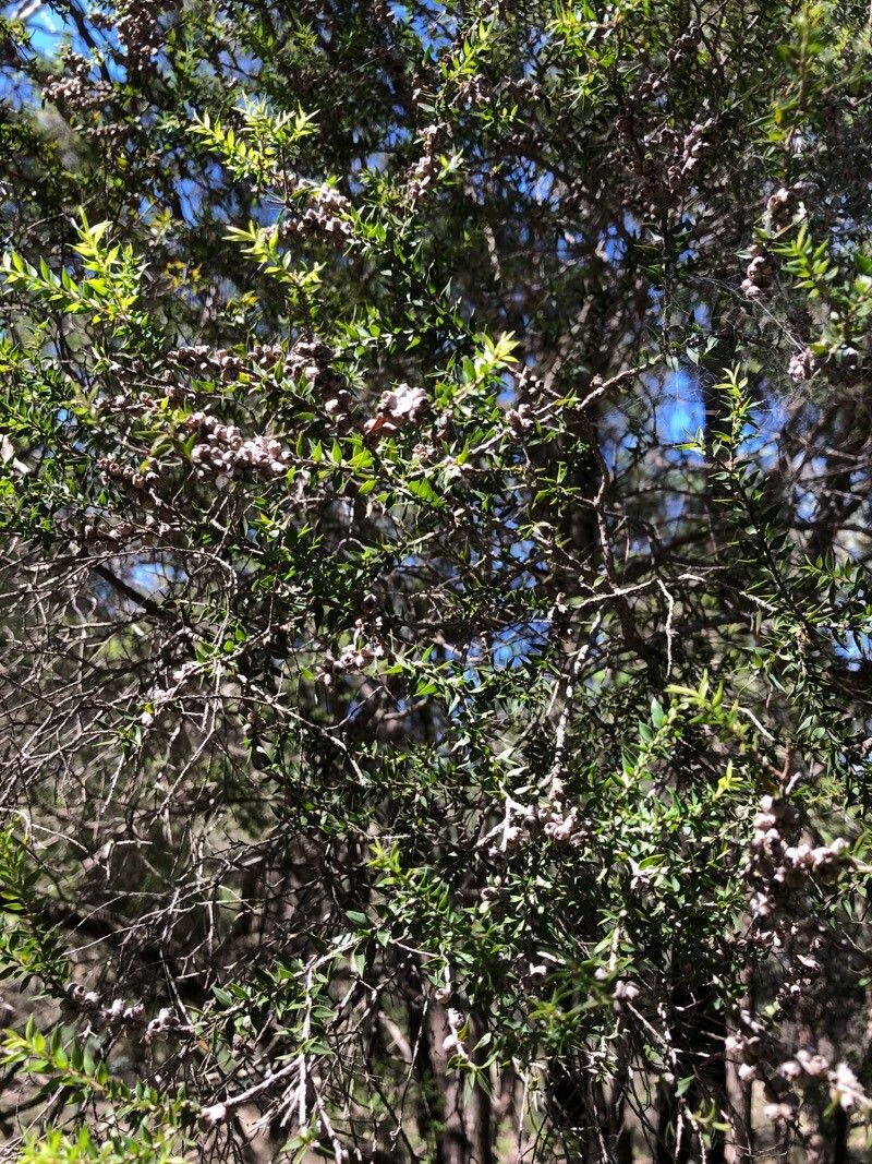 Melaleuca styphelioides (Prickly-leaved Paperbark) (alternate view 12)