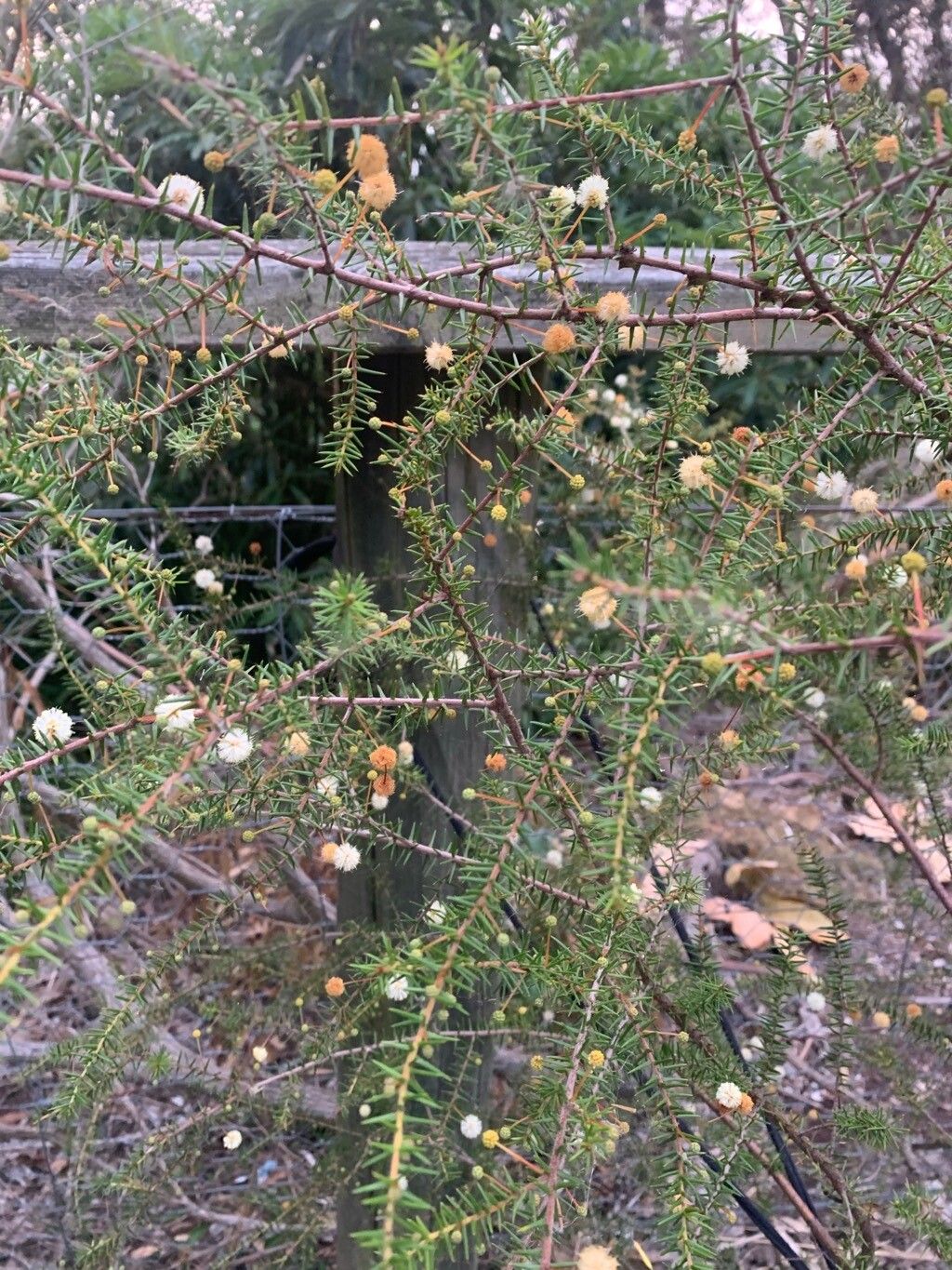 Acacia ulicifolia (juniper wattle) (alternate view 13)
