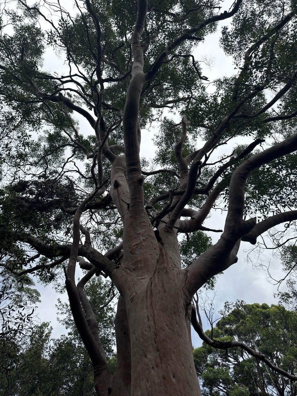 Angophora costata (Smooth-barked apple) (alternate view 13)