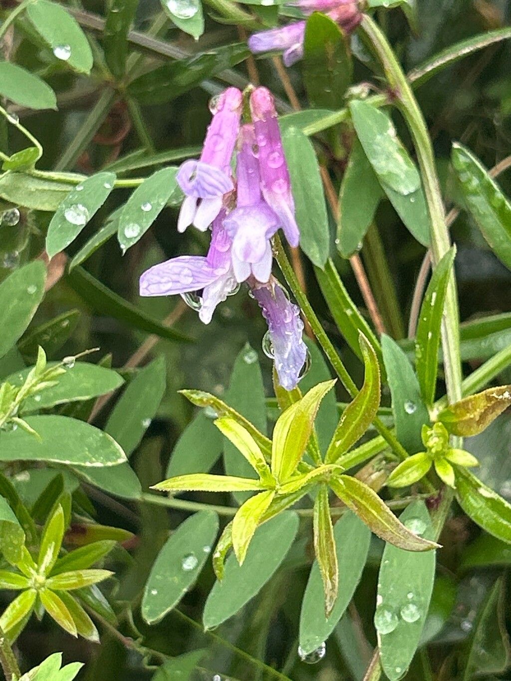 Vicia cracca (tufted vetch) (alternate view 14)