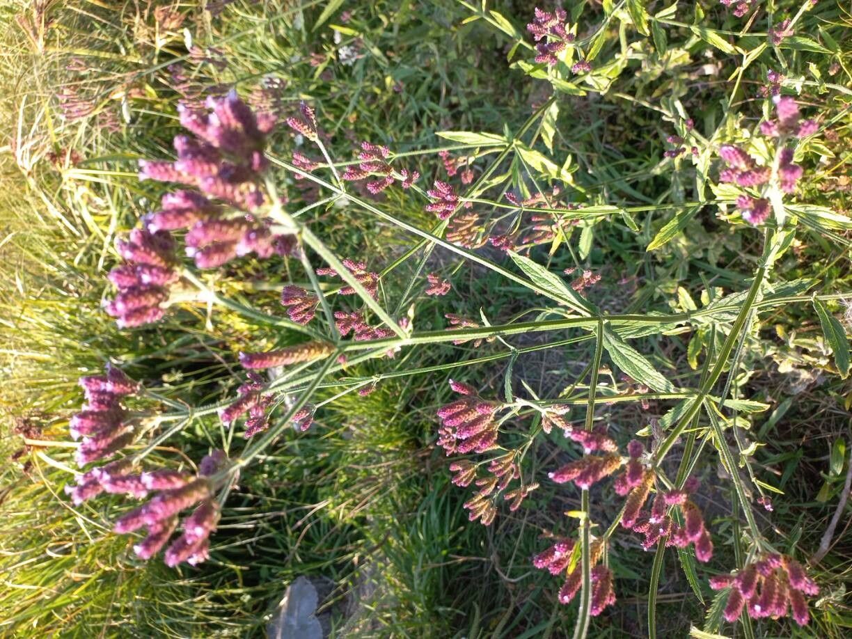 Verbena brasiliensis (Brazilian Vervain) (alternate view 14)