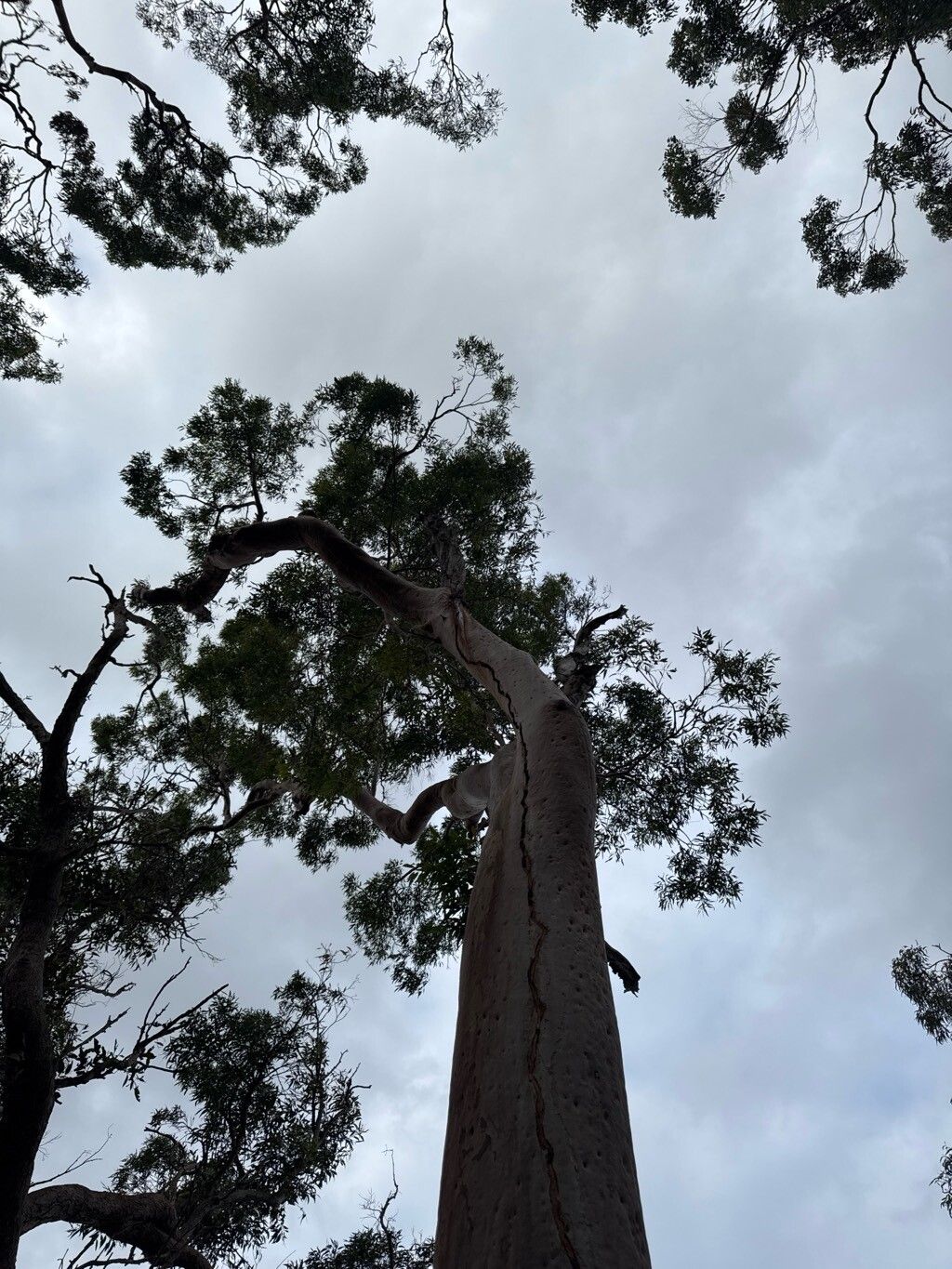 Angophora costata (Smooth-barked apple) (alternate view 12)