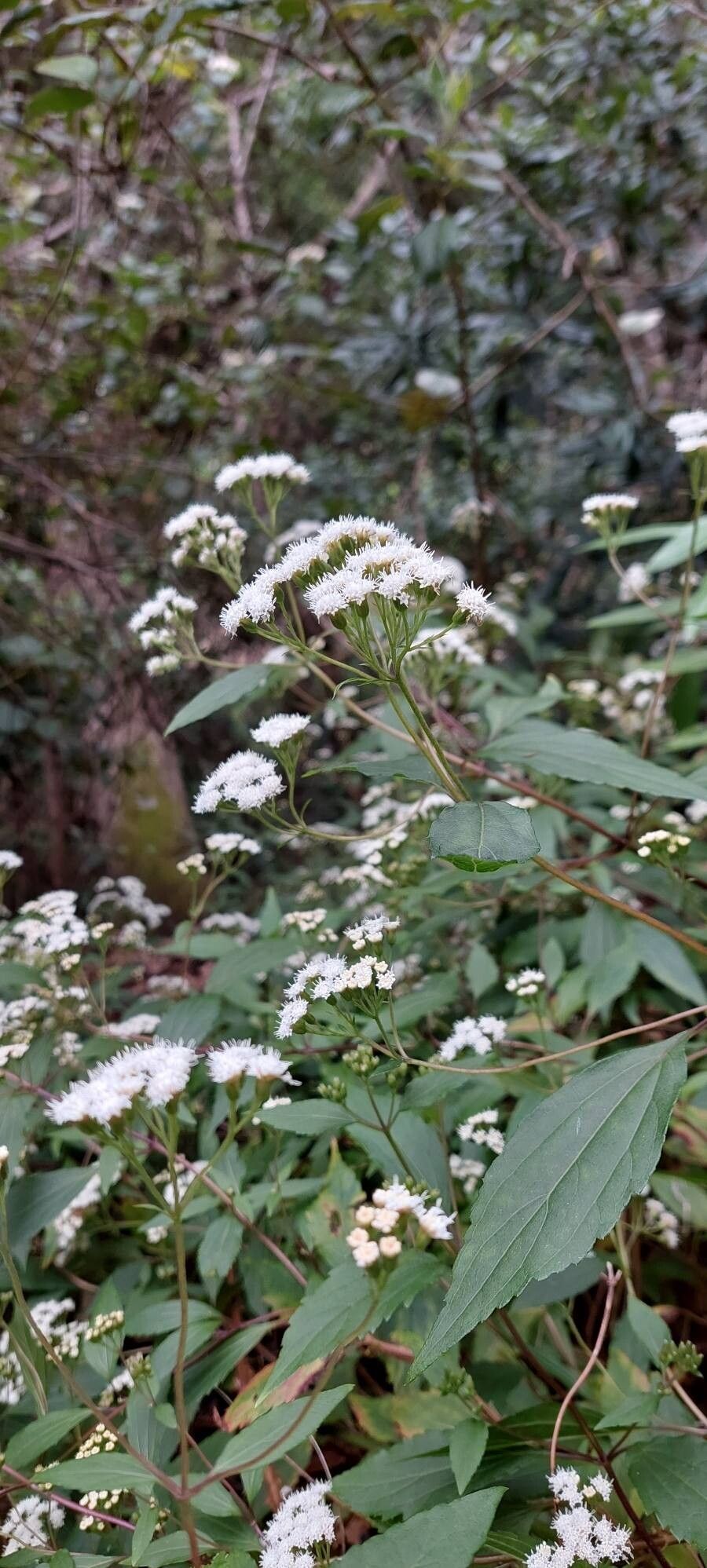 Ageratina riparia (mist flower) (alternate view 13)