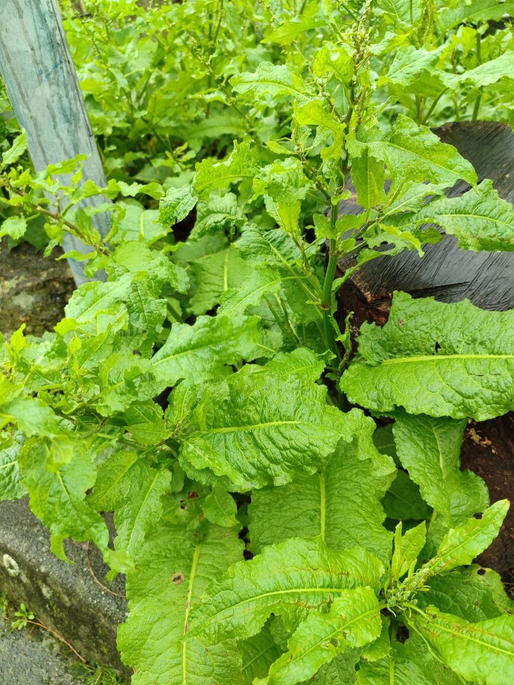 Rumex conglomeratus (Clustered Dock) (alternate view 12)