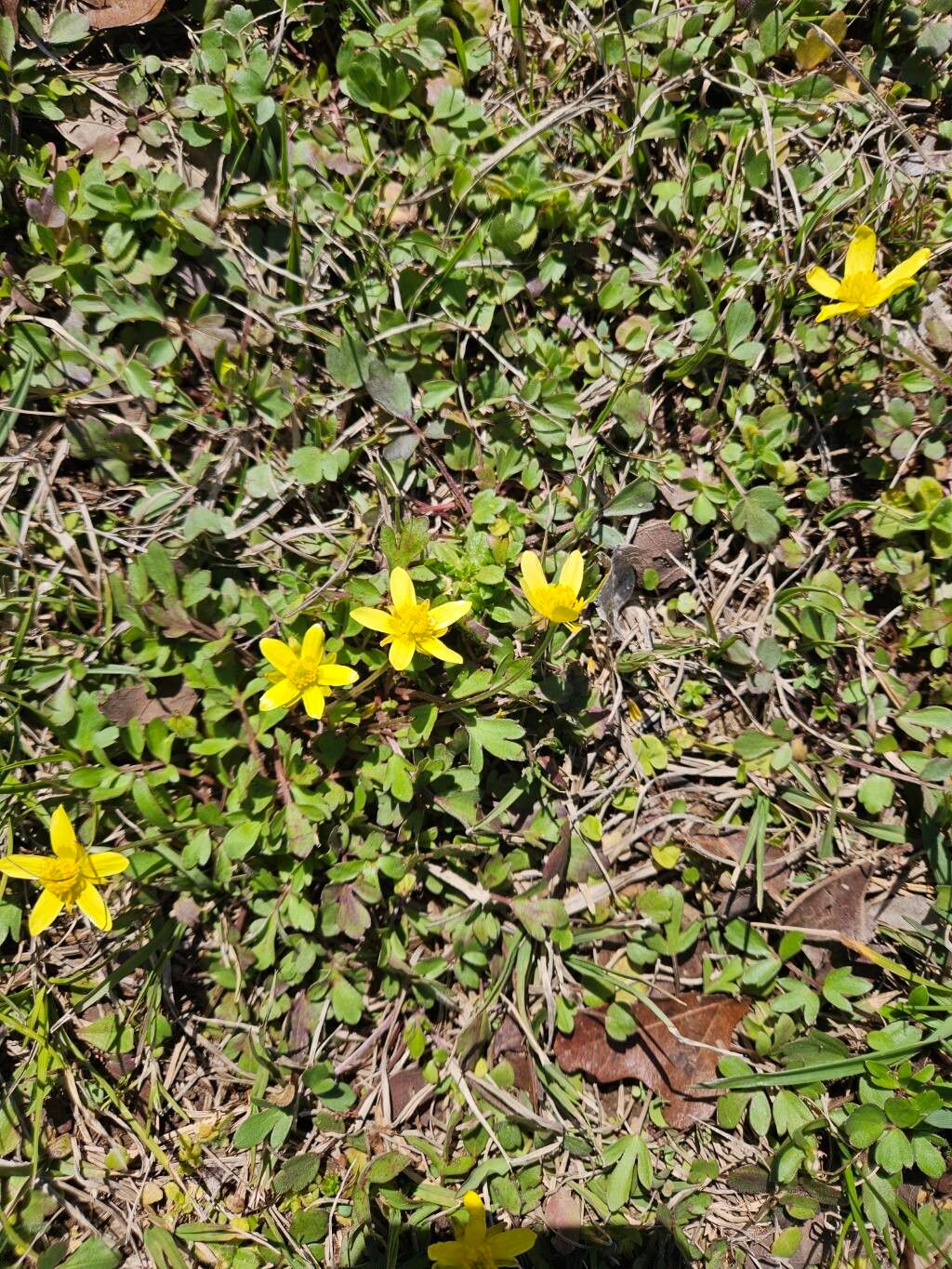 Ranunculus fascicularis (Early Buttercup)