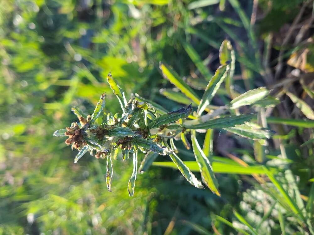 Gnaphalium uliginosum (marsh cudweed) (alternate view 12)