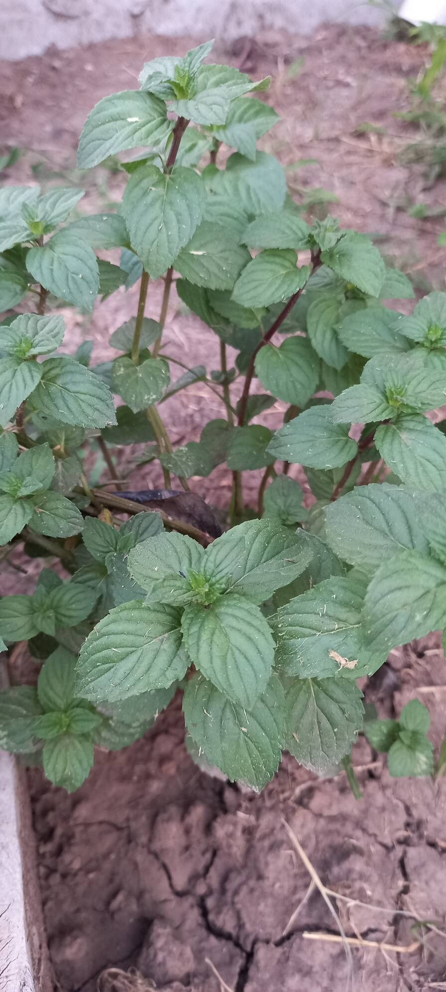 Mentha × piperita (Peppermint) (alternate view 12)