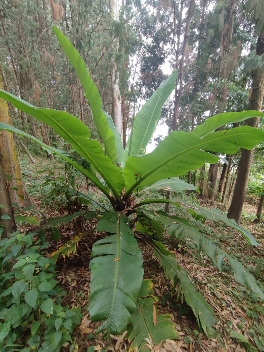 Ensete ventricosum (Ethiopian Banana) (alternate view 8)