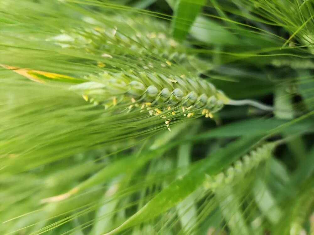 Hordeum vulgare (Common Barley) (alternate view 9)