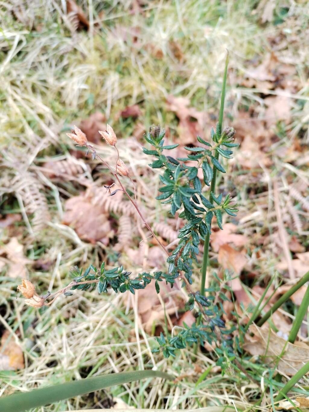 Daboecia cantabrica (Irish Heath)