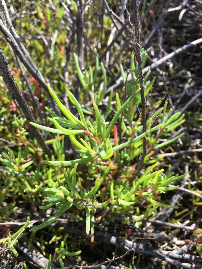 Suaeda maritima (Herbaceous Seepweed) (alternate view 14)