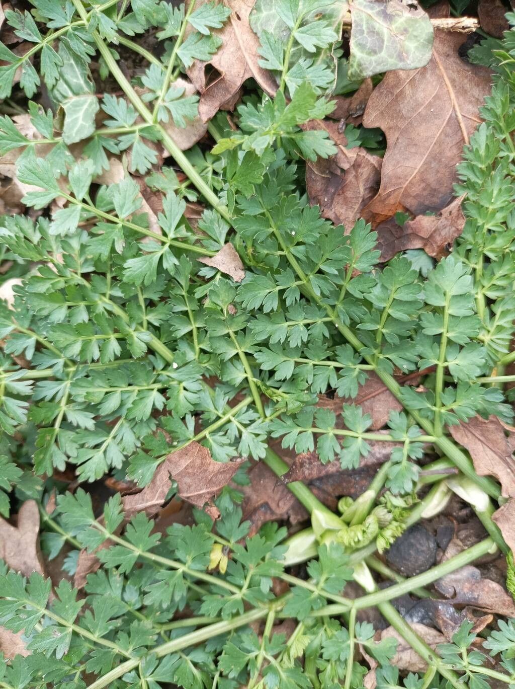 Oenanthe pimpinelloides (Corky-fruited Water-dropwort) (alternate view 11)