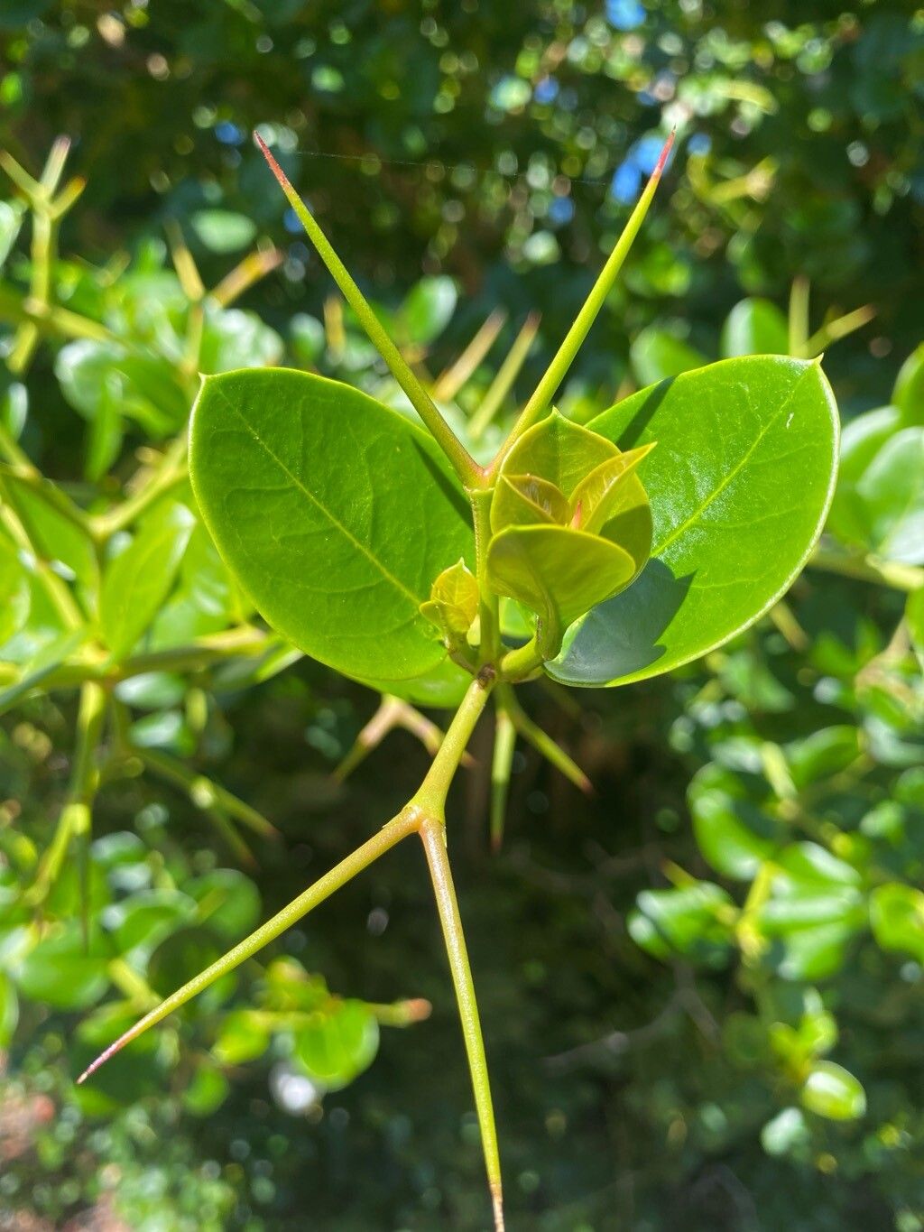 Carissa macrocarpa (Natal Plum) (alternate view 14)