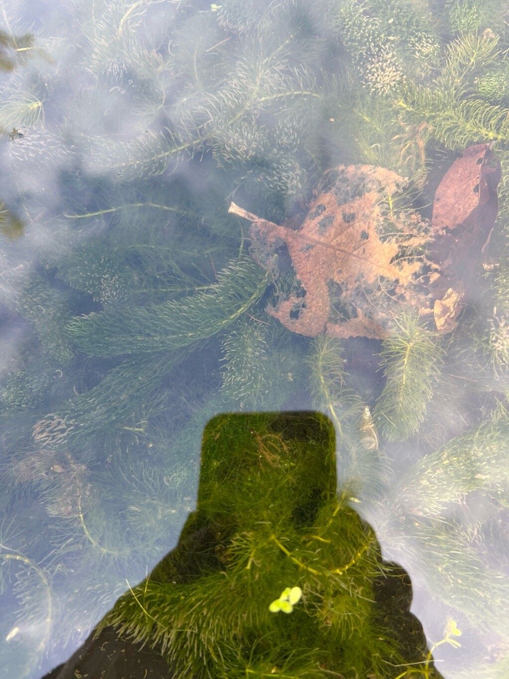 Ceratophyllum demersum (coontail) (alternate view 12)