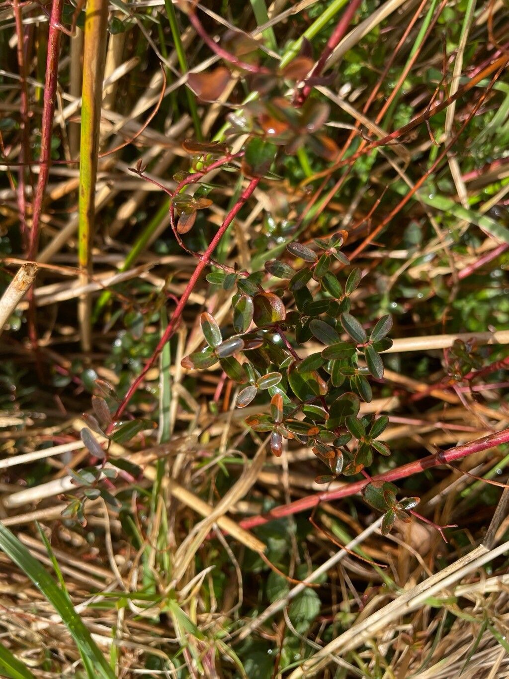 Hypericum pulchrum (Slender St John's-wort) (alternate view 11)
