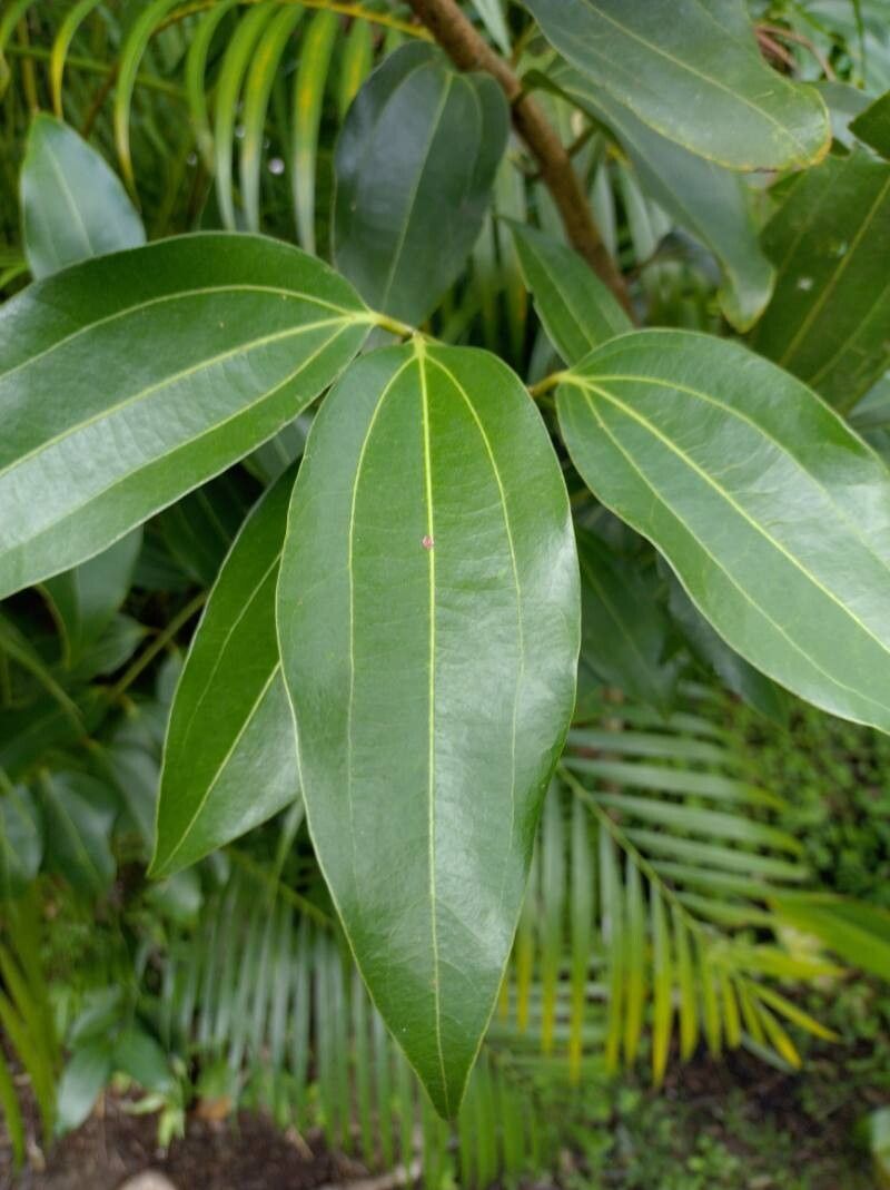 Cinnamomum verum (True Cinnamon) (alternate view 12)