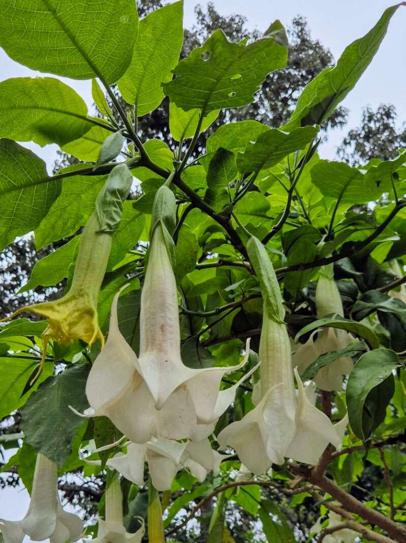 Brugmansia (angel's trumpets) (alternate view 3)