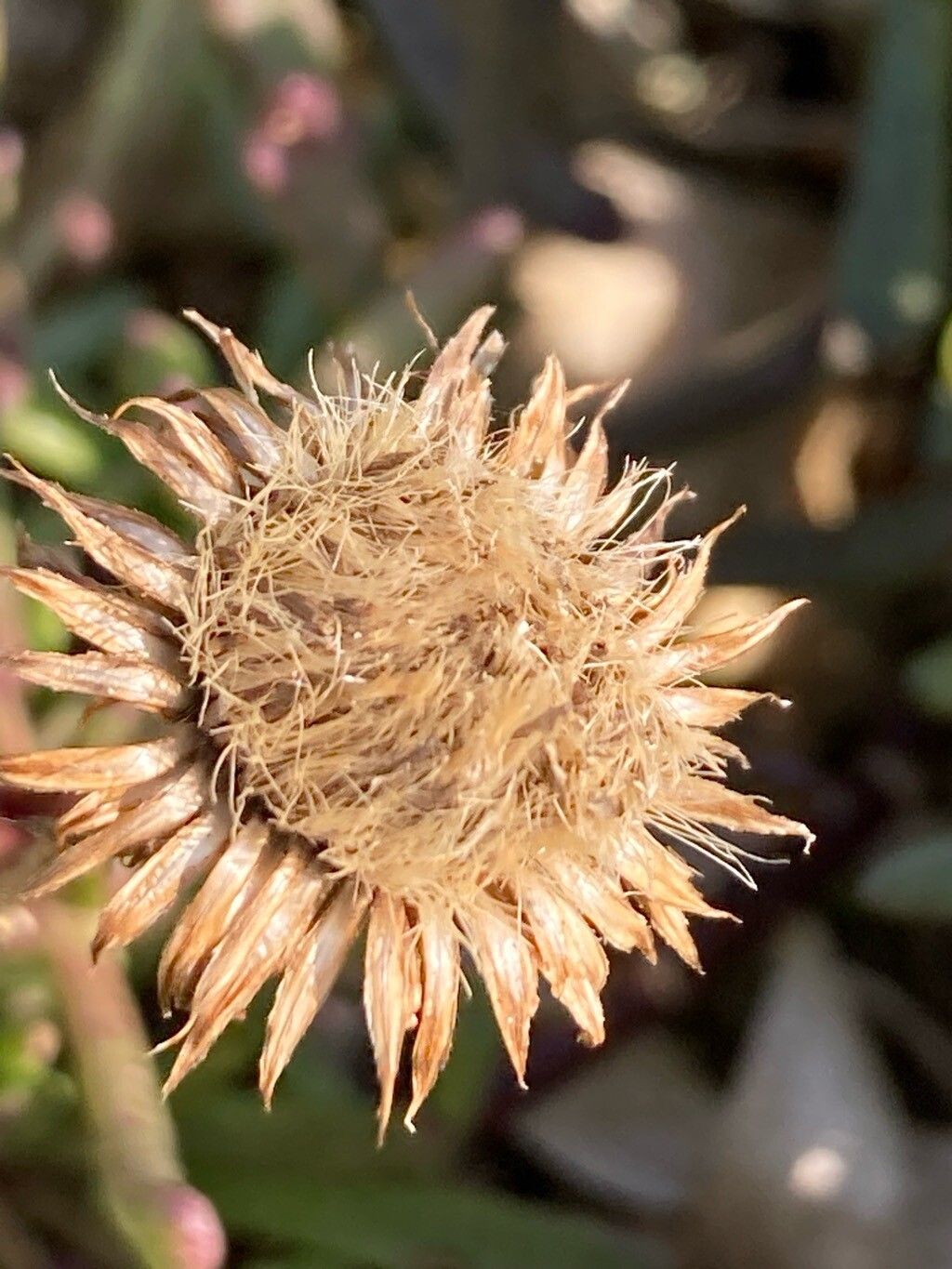 Limbarda crithmoides (Golden Samphire) (alternate view 12)