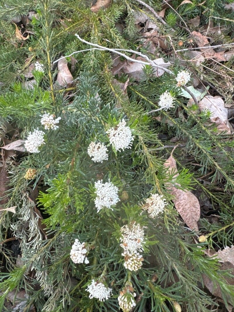 Grevillea crithmifolia (alternate view 2)