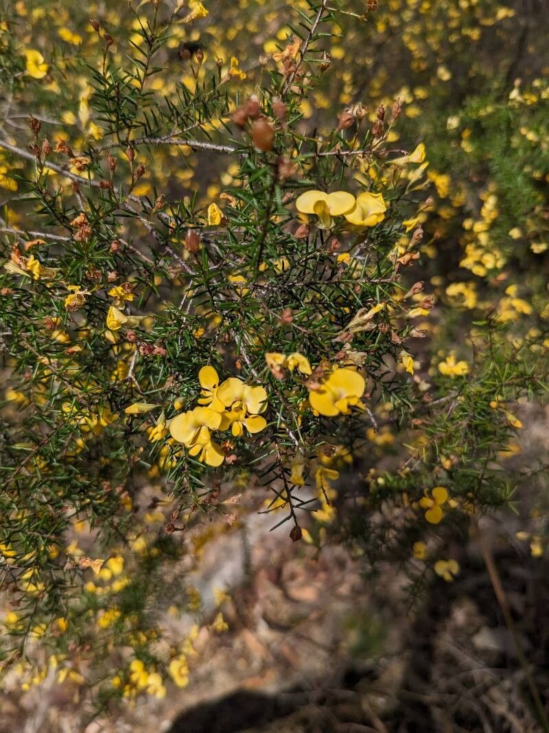 Pultenaea retusa (Notched Bush-pea) (alternate view 10)