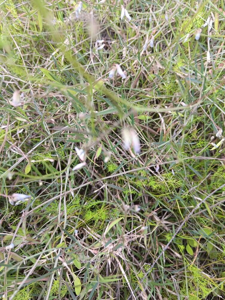 Vicia tetrasperma (Lentil Vetch) (alternate view 14)