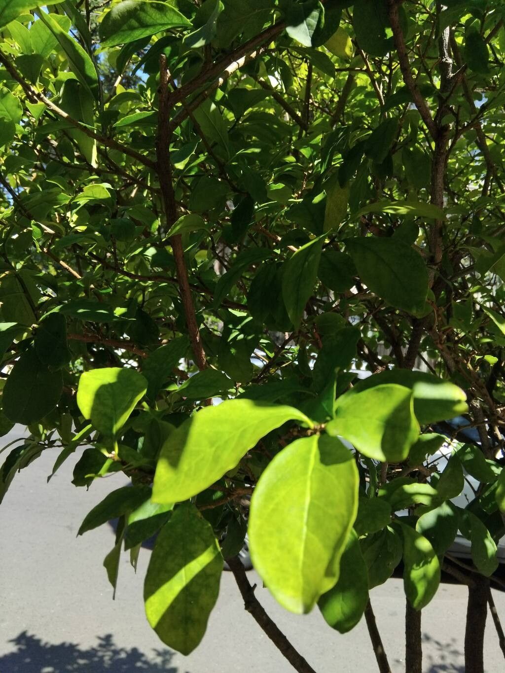 Brunfelsia (raintrees)