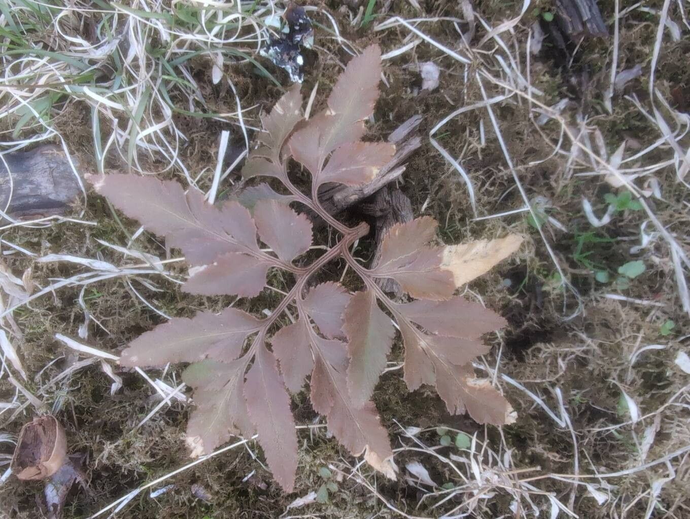 Sceptridium dissectum (Cutleaf Grapefern) (alternate view 7)