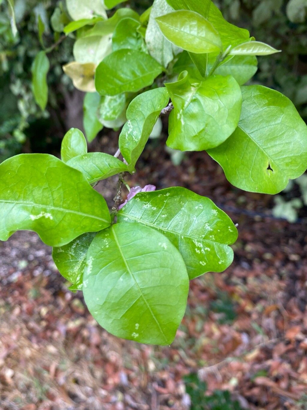 Malpighia emarginata (Acerola Cherry) (alternate view 10)