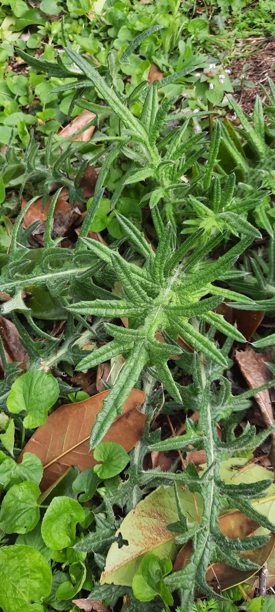 Lophiolepis eriophora (Woolly Thistle) (alternate view 13)