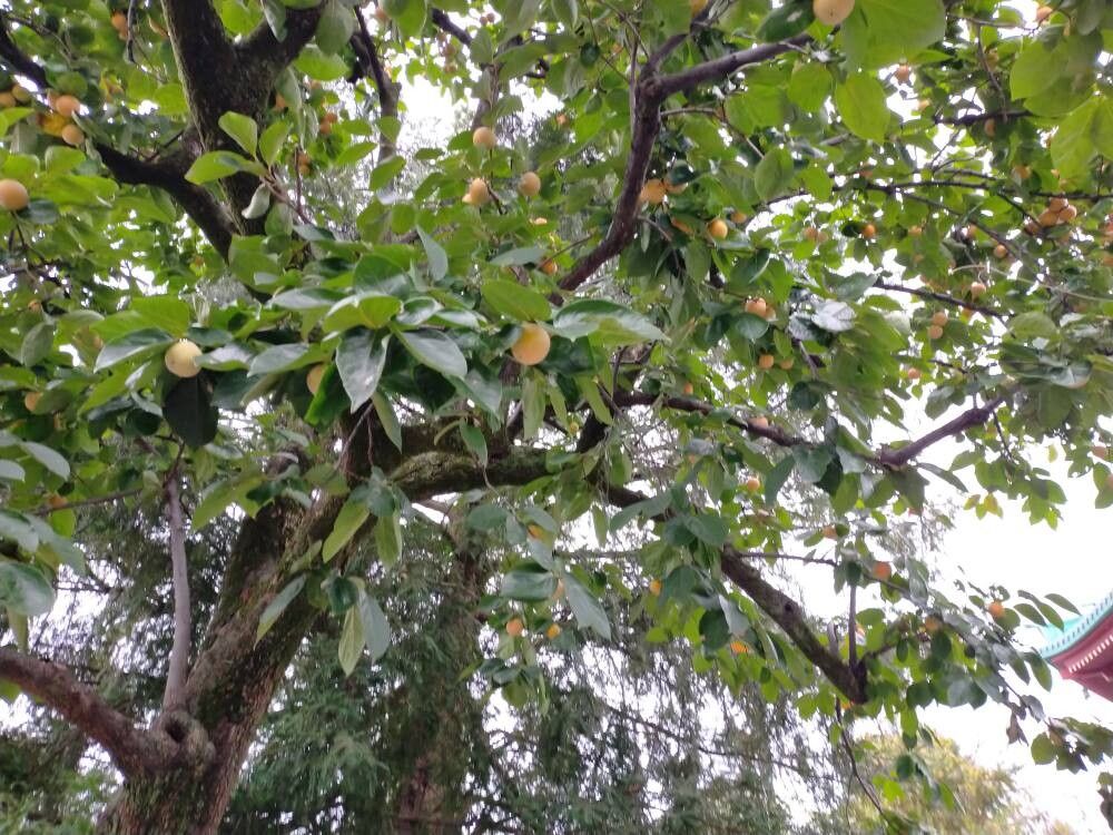 Diospyros kaki (Japanese Persimmon) (alternate view 13)