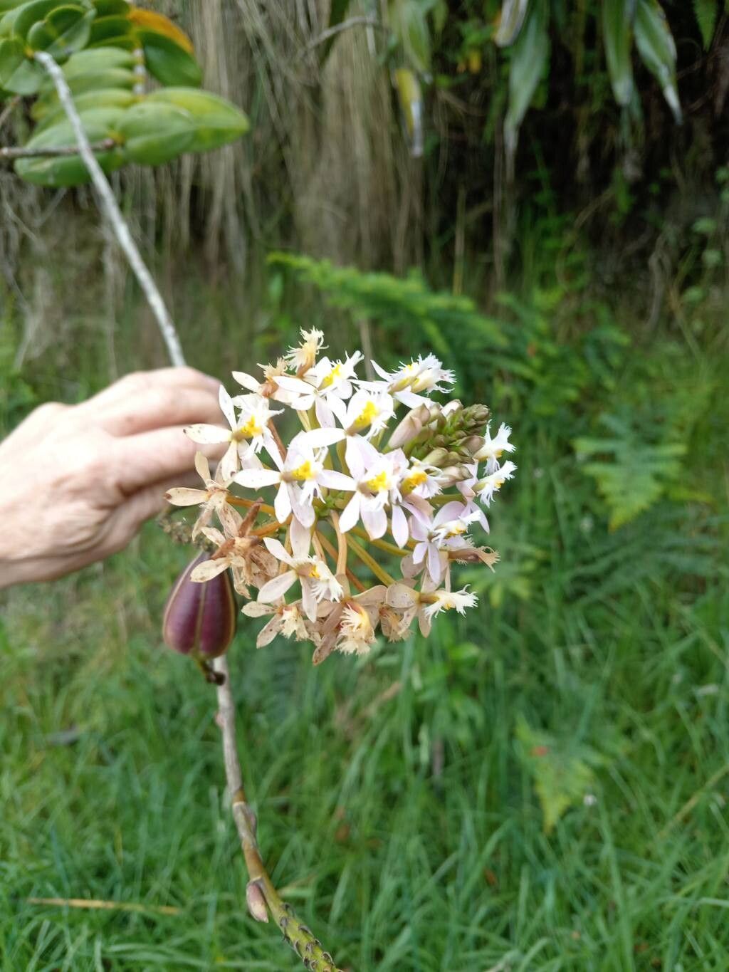 Epidendrum ibaguense (Reed Orchid) (alternate view 8)