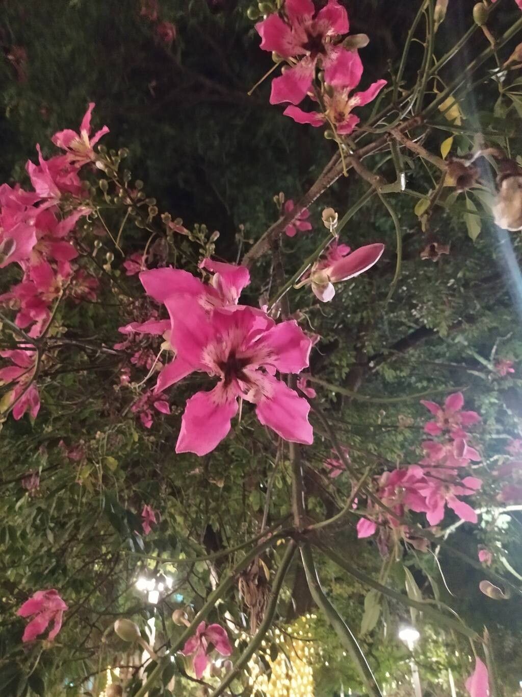 Ceiba speciosa (Pink Silk Floss Tree) (alternate view 9)