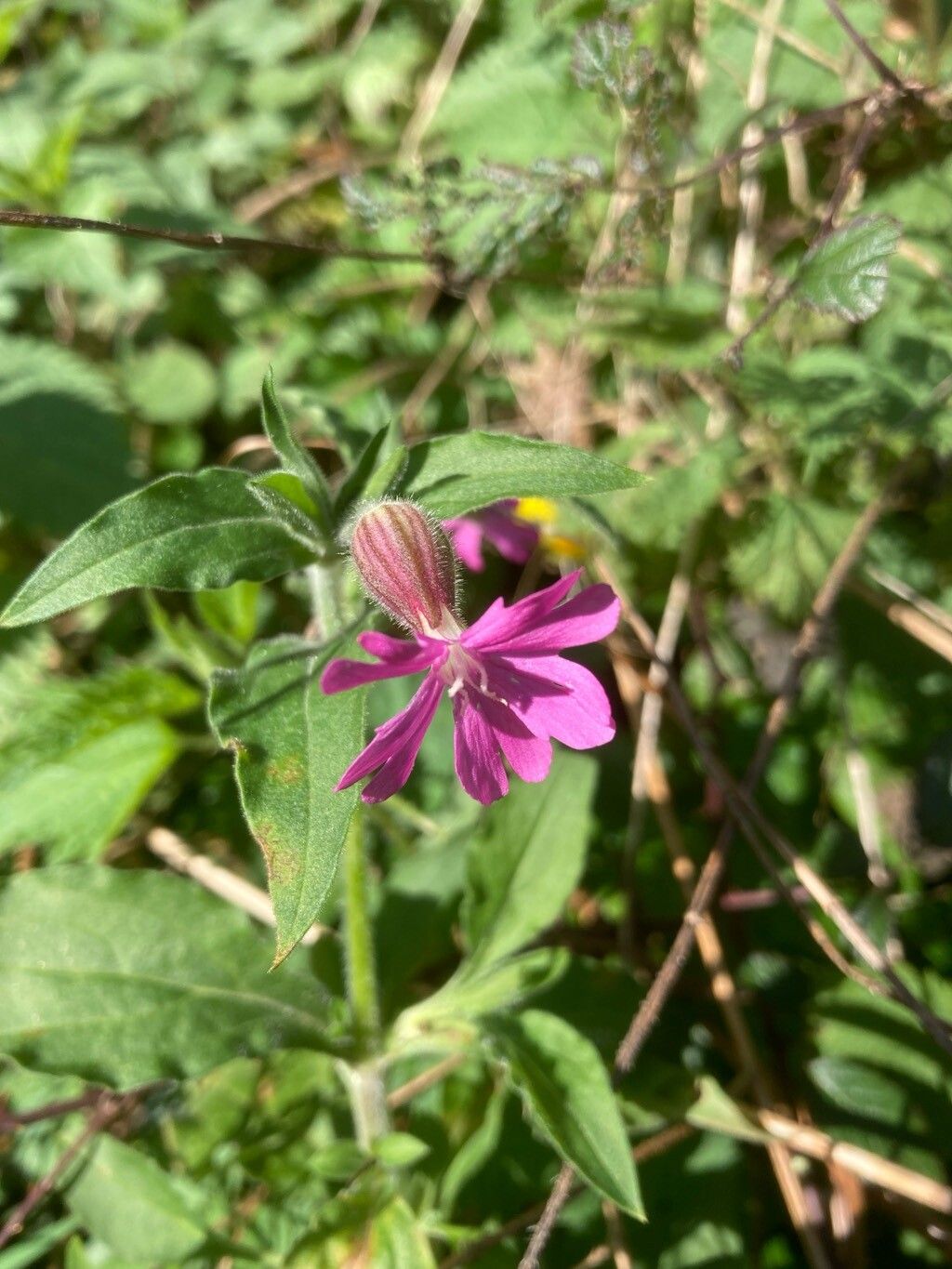 Silene × hampeana (Hybrid Campion)
