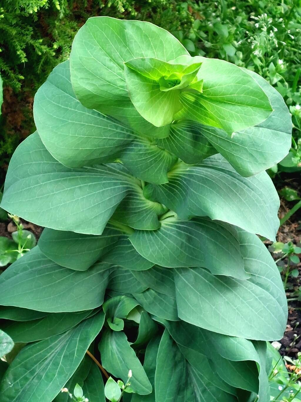 Bupleurum rotundifolium (alternate view 4)