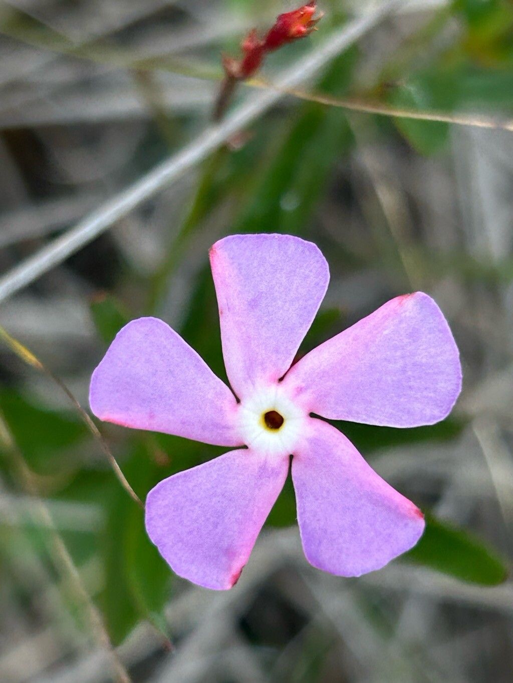 Mandevilla (Rocktrumpets) (alternate view 4)