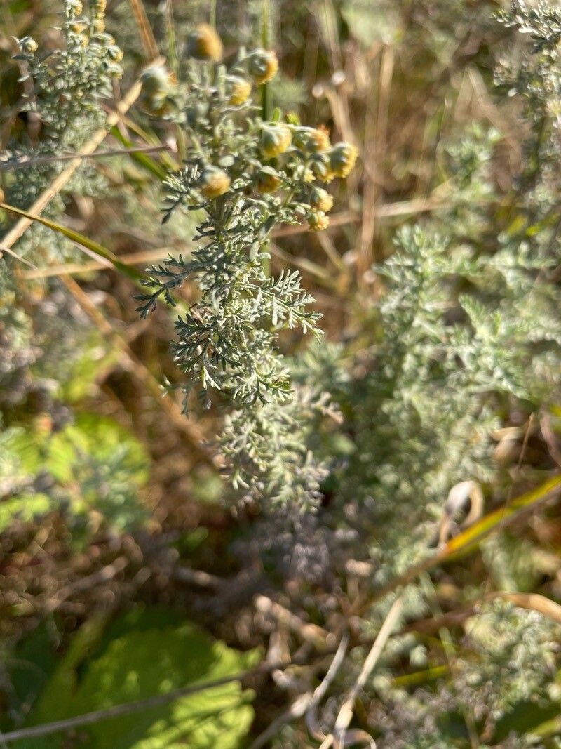 Artemisia pontica (Roman Wormwood) (alternate view 11)