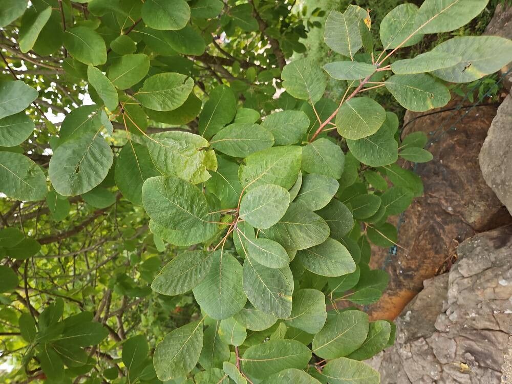 Cotinus obovatus (American Smoke Tree) (alternate view 10)