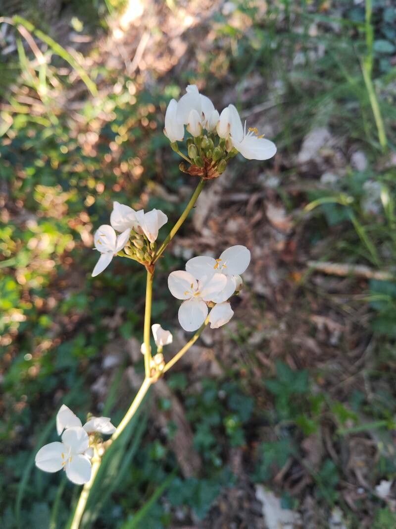 Libertia chilensis