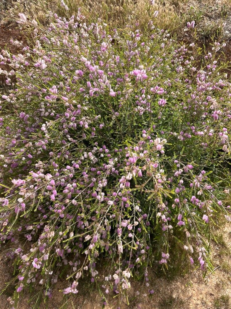 Melaleuca decussata (Totem-poles) (alternate view 10)
