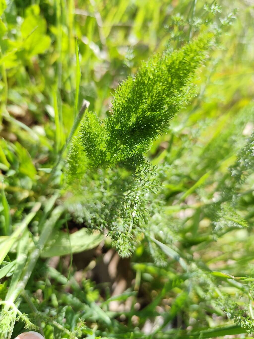 Meum athamanticum