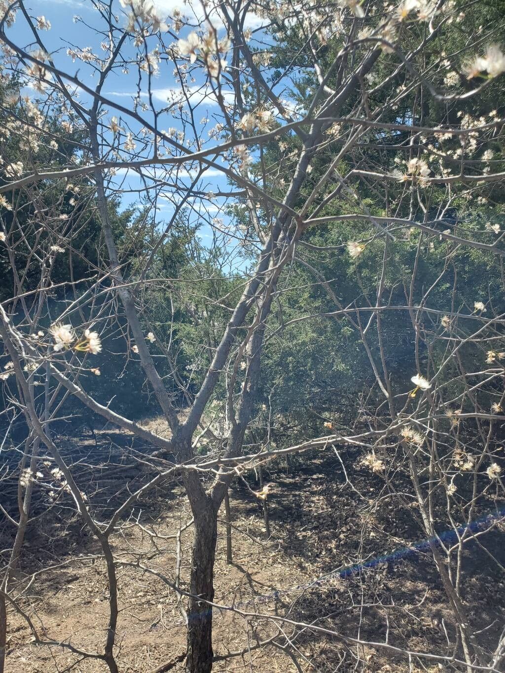 Prunus americana (American plum) (alternate view 12)