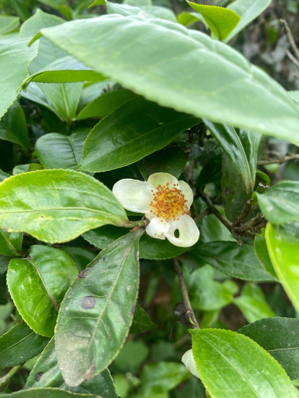 Camellia sinensis (Tea Plant) (alternate view 11)