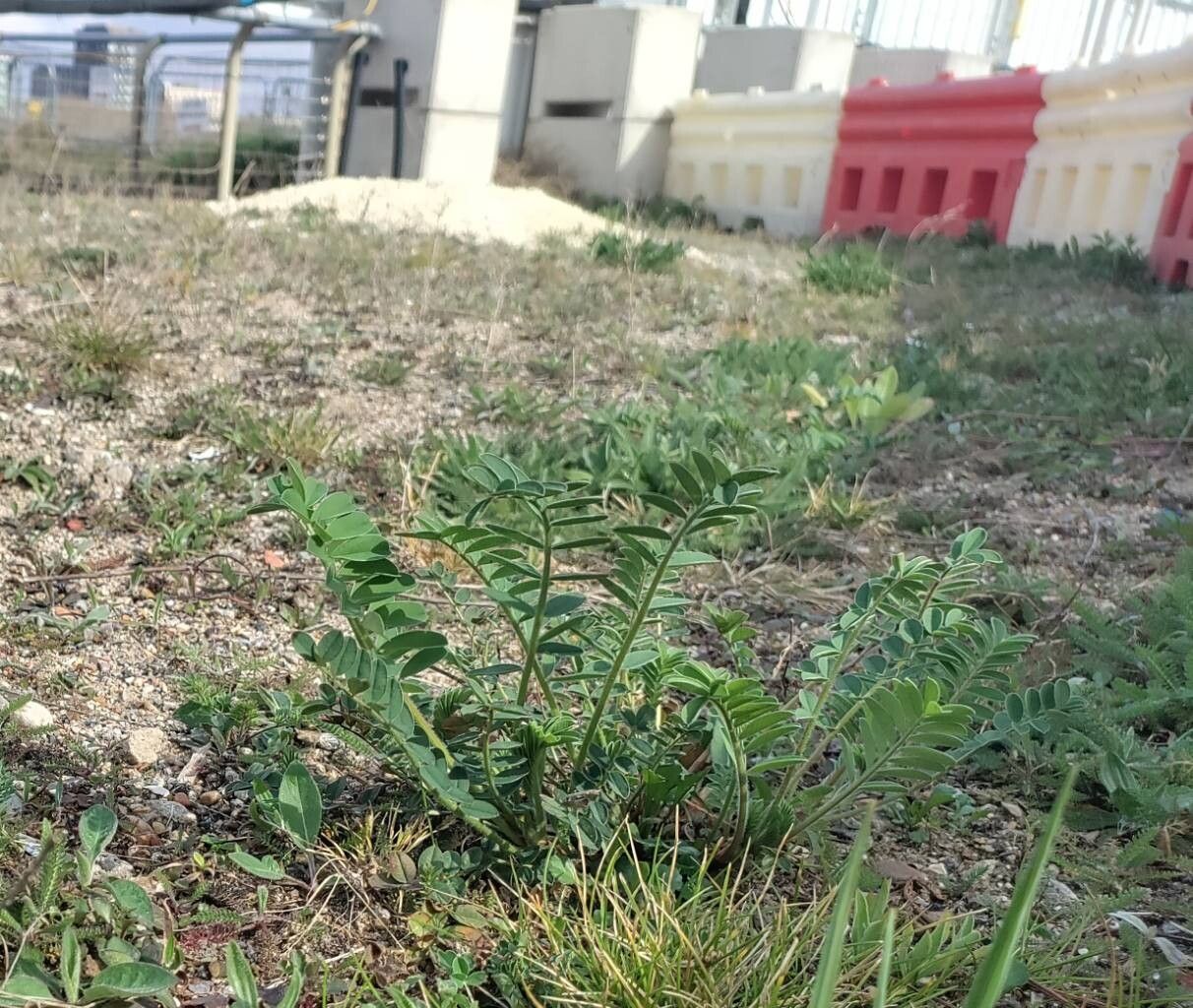 Onobrychis viciifolia (Sainfoin) (alternate view 13)