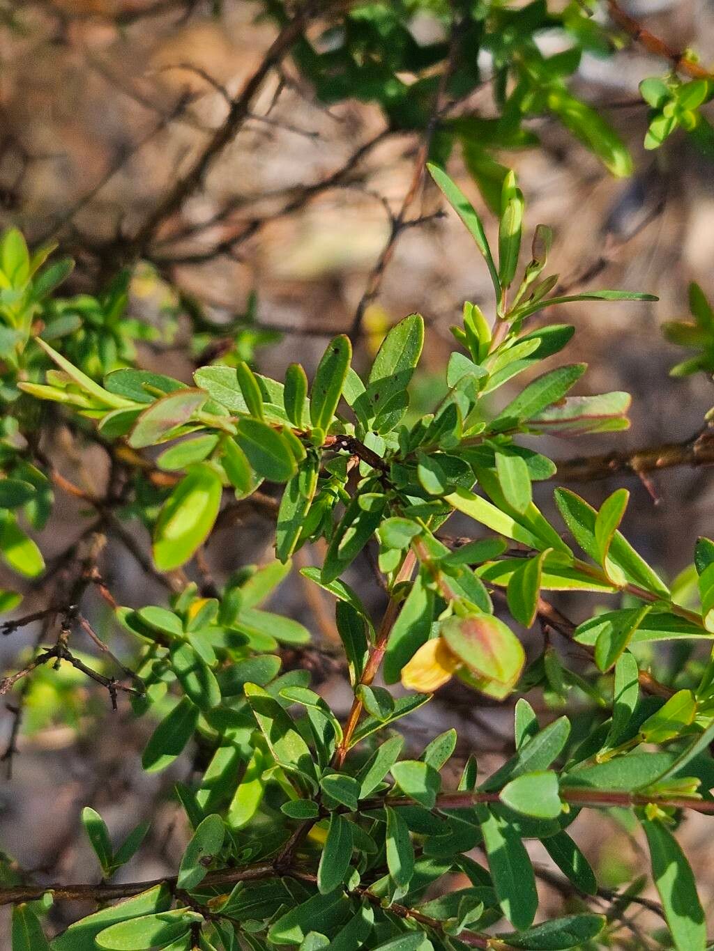Hypericum hypericoides (St. Andrew's cross) (alternate view 11)