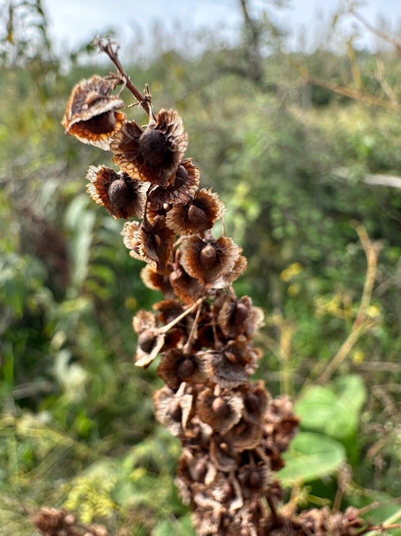 Rumex cristatus (Greek Dock) (alternate view 9)
