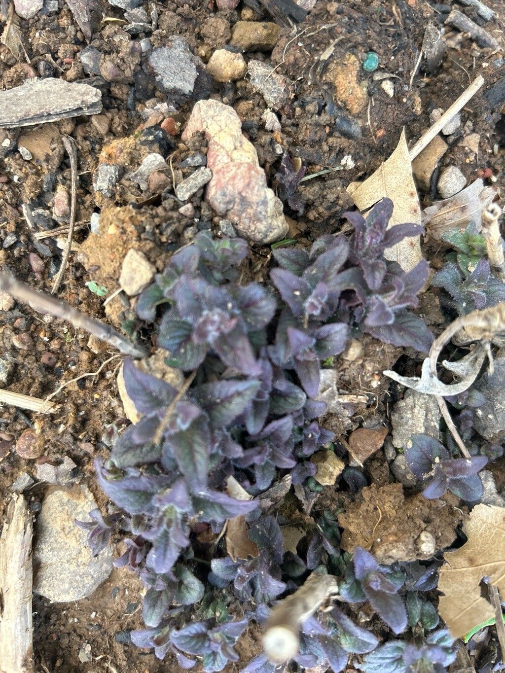 Monarda didyma (Bee Balm) (alternate view 4)