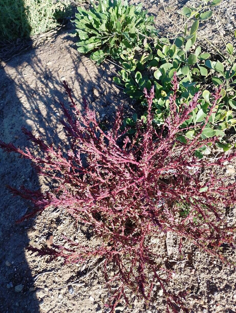Suaeda maritima (Herbaceous Seepweed) (alternate view 12)