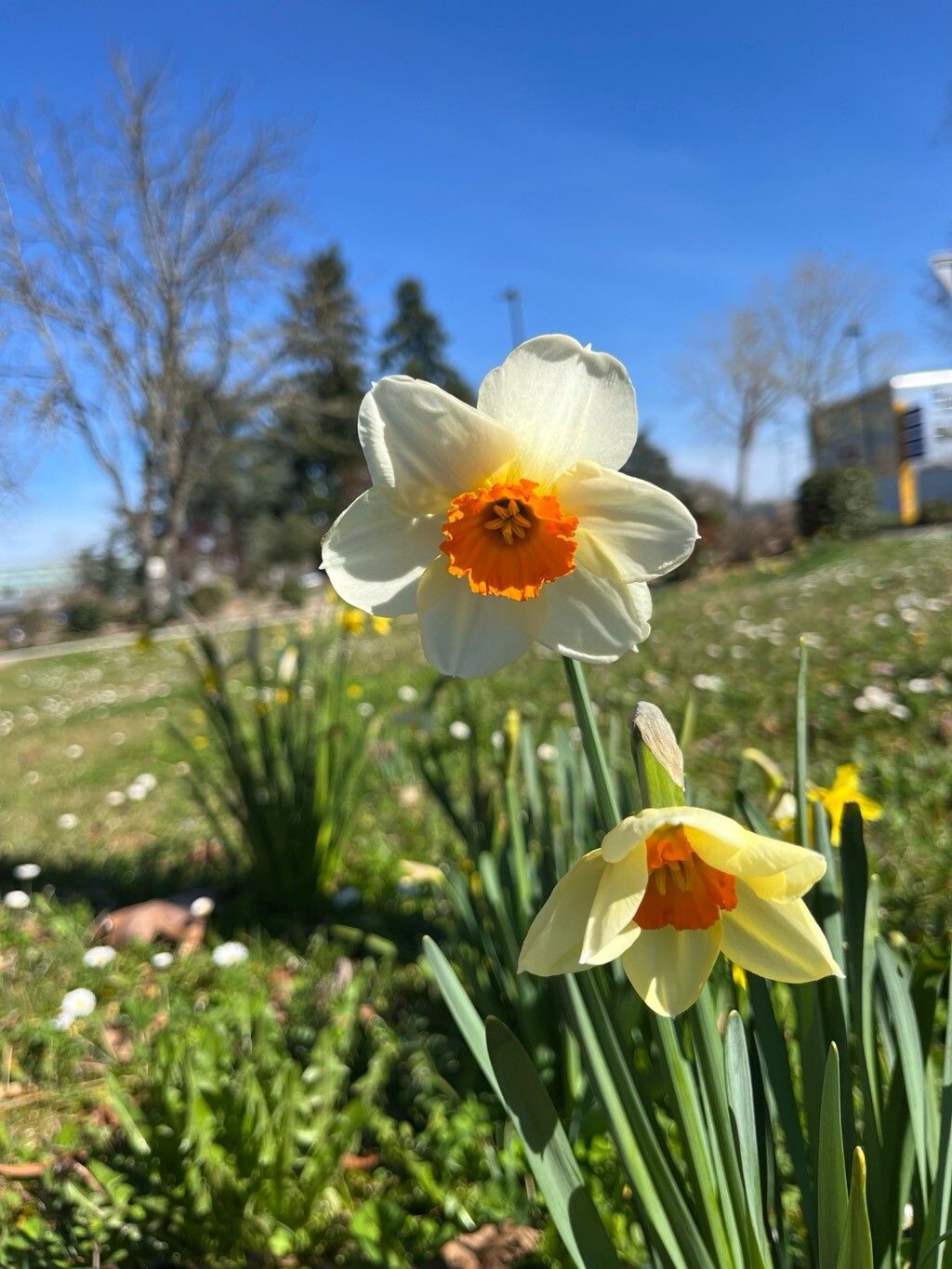 Narcissus × medioluteus (Primrose-peerless) (alternate view 4)