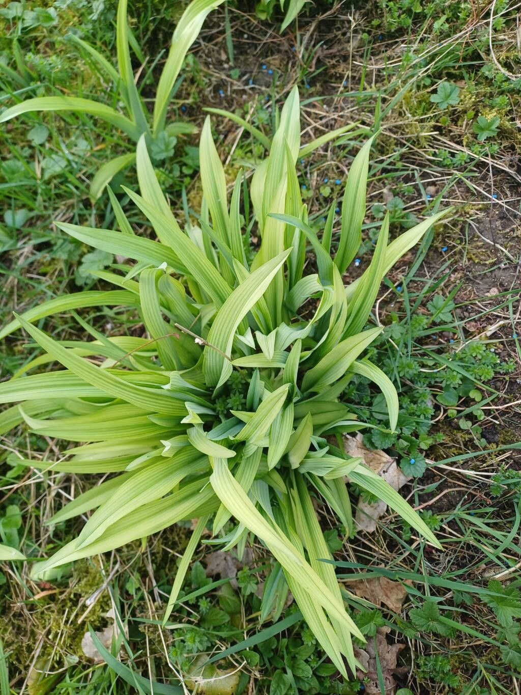 Hemerocallis lilioasphodelus (yellow daylily) (alternate view 5)