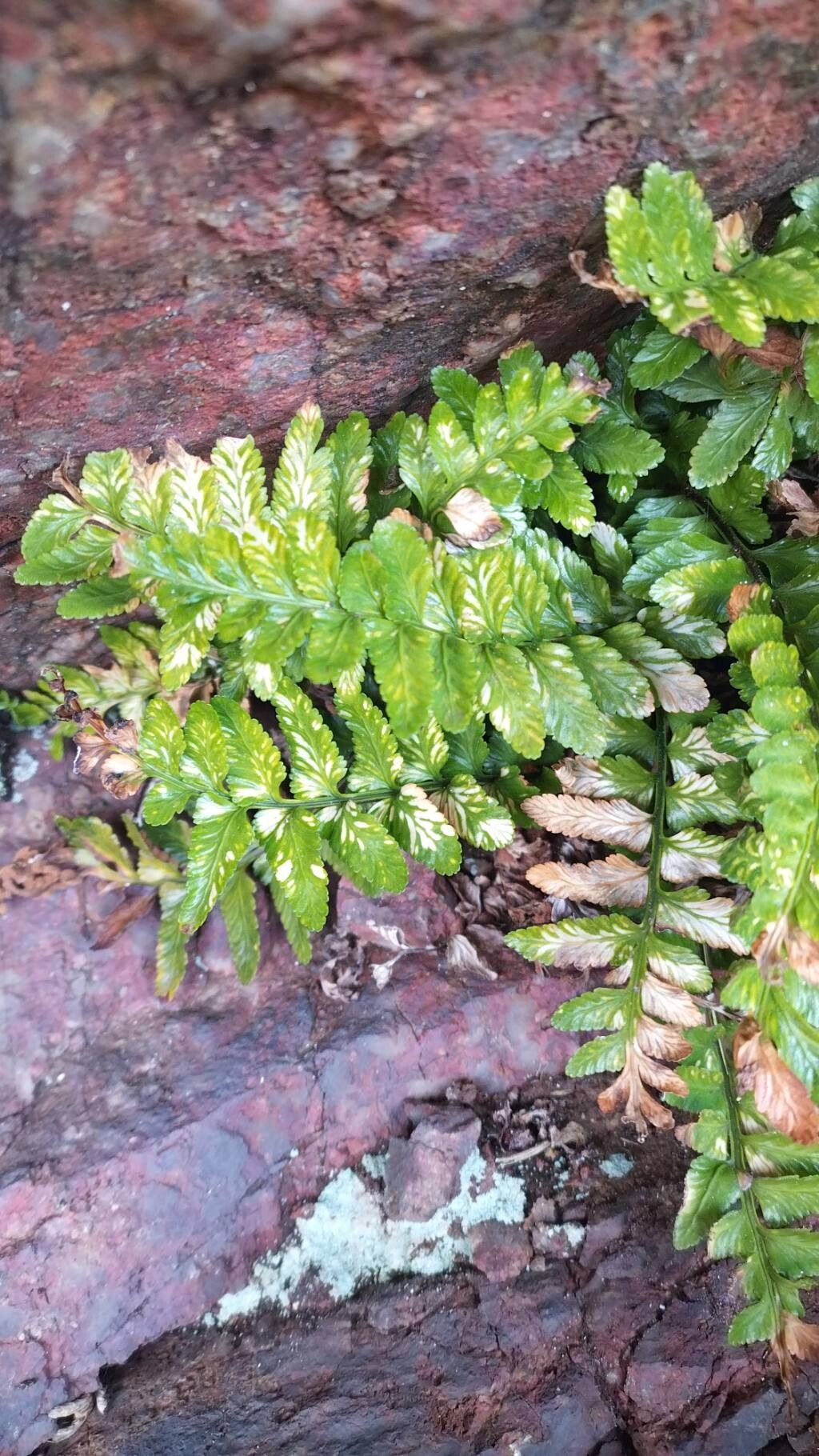 Asplenium marinum (sea spleenwort) (alternate view 14)